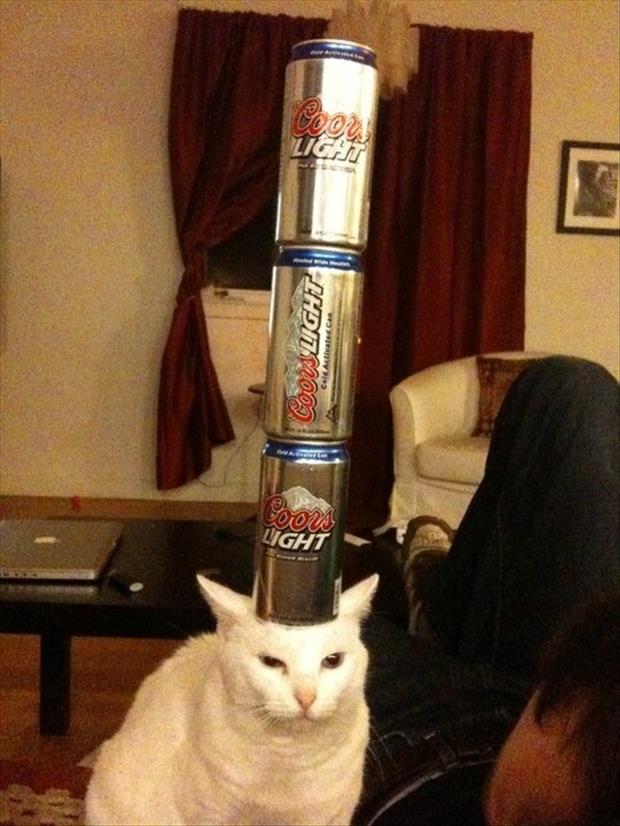 Beer Cans On Cat Funny Picture