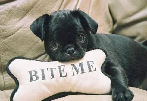 Bite Me Black Puppy Picture
