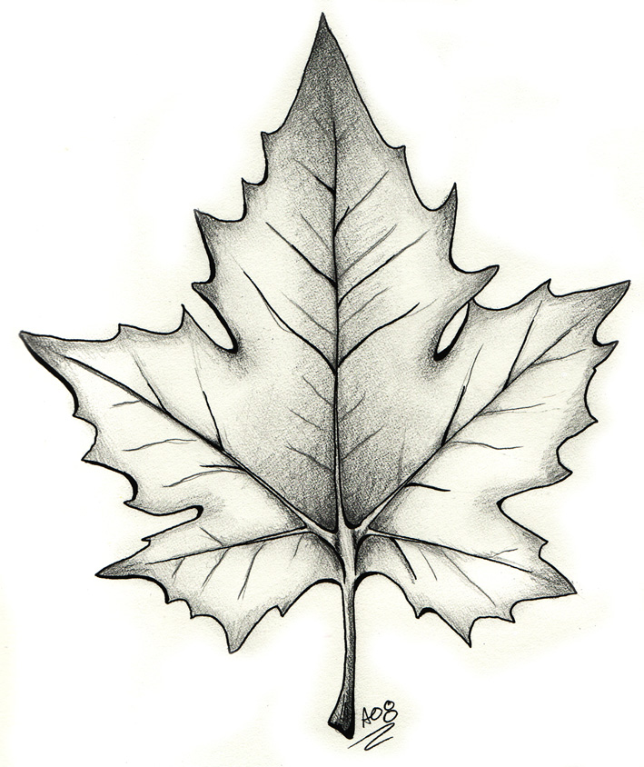 Black And Grey Maple Leaf Tattoo Design By Angela