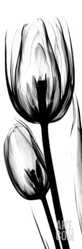Black And Grey Two Tulip Flower Tattoo Design By Albert Koetsier