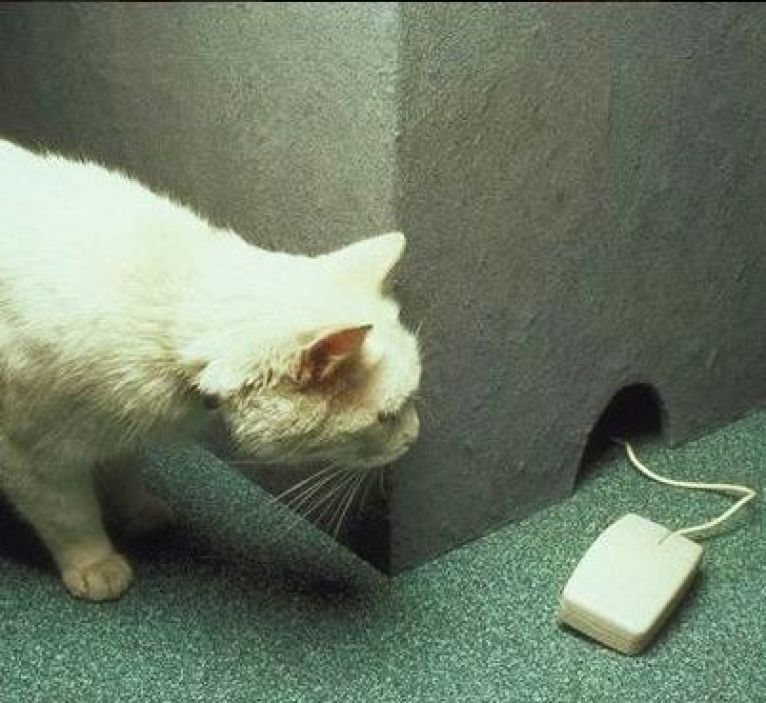 Cat Looking To Mouse Funny Picture