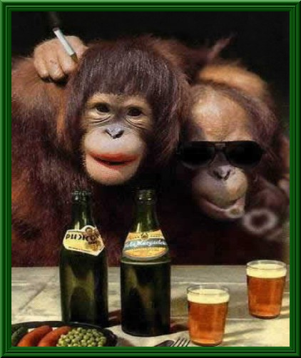 Chimpanzee With Beer Funny Picture