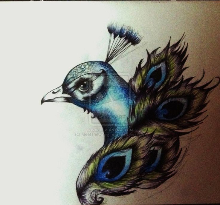 Colorful Peacock Head With Feather Tattoo Design By Meetthecreeperr