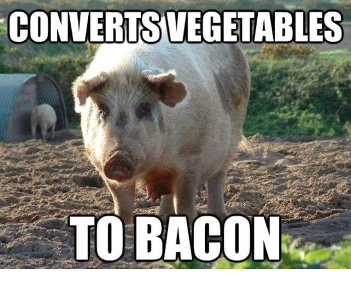 Converts Vegetables To Bacon Funny Pig Meme