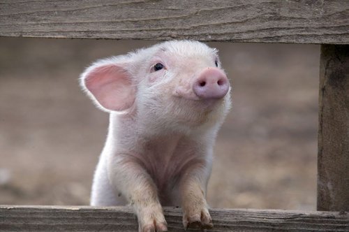Cute Baby Funny Pig Picture
