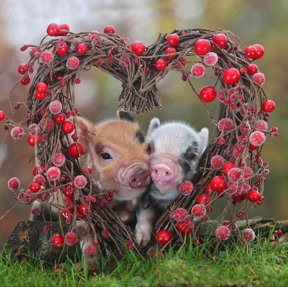 Cute Baby Pigs Funny Picture
