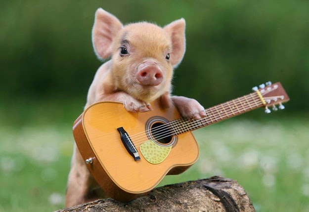 Cute Pig With Guitar Funny Picture