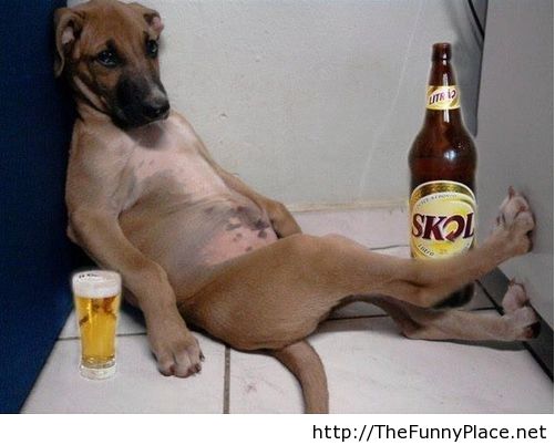 Drunk Dog Funny Beer Picture