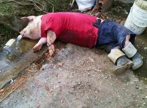 Drunk Pig Funny Picture