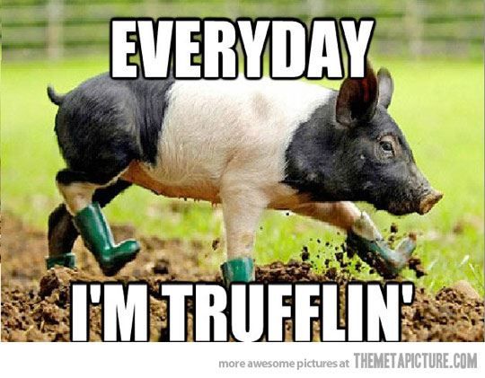Everyday I Am Tufflin Funny Pig Meme