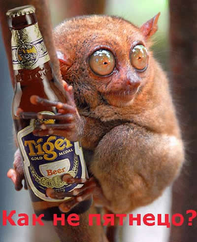 Funny Animal With Beer