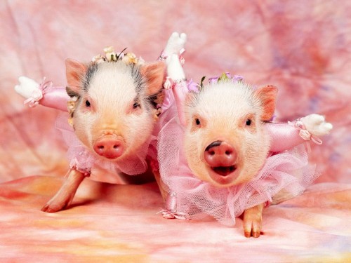 Funny Baby Couple Pig