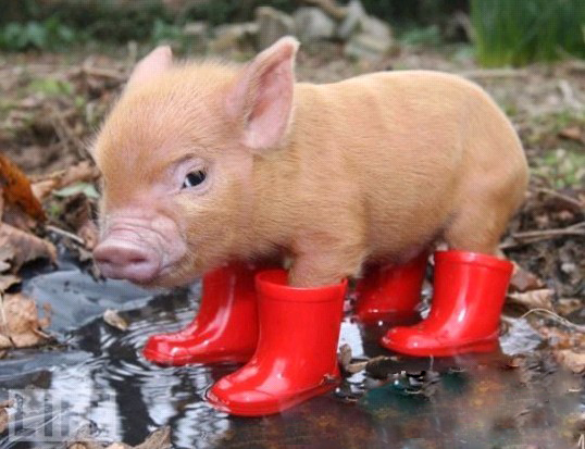 Funny Baby Pig With High Neck Shoes