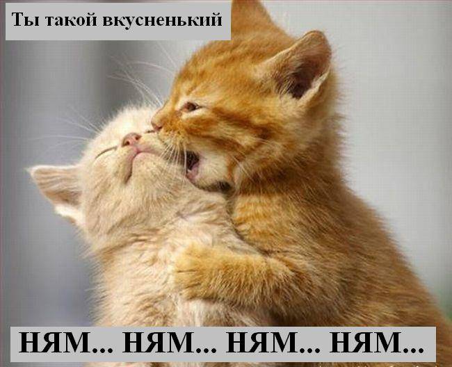 Funny Cat Couple Love Picture
