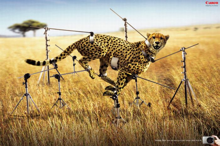 Funny Leopard Commercial Picture
