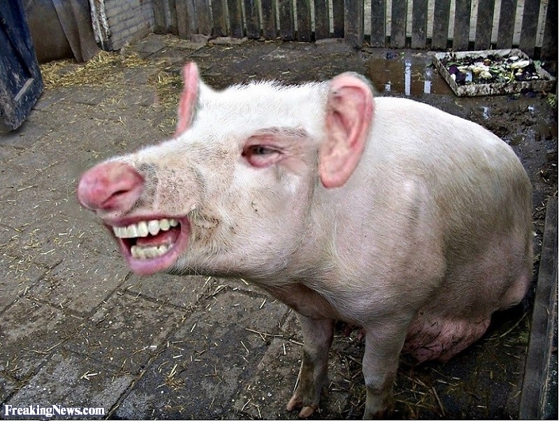 Funny Laughing Pig