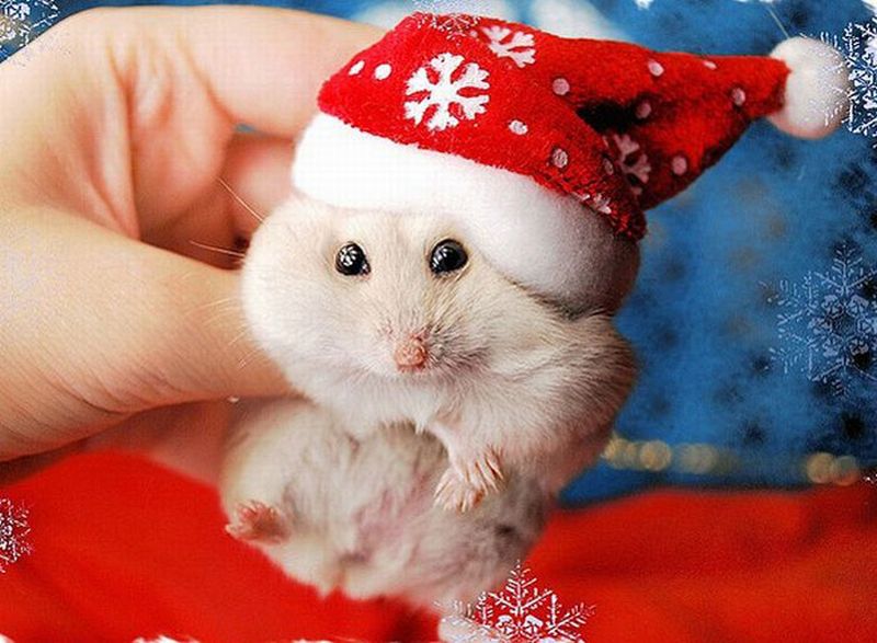 Funny Mouse In Santa Clause Cap