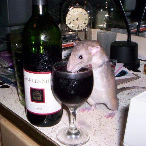 Funny Mouse Drinking Wine