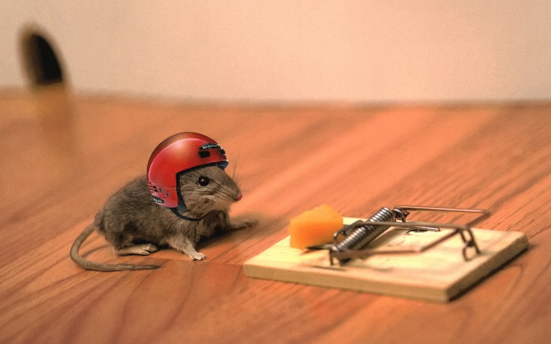 Funny Mouse In Helmet Ready To Fall On Mouse Tray