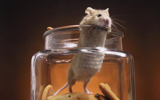 Funny Mouse In Jar