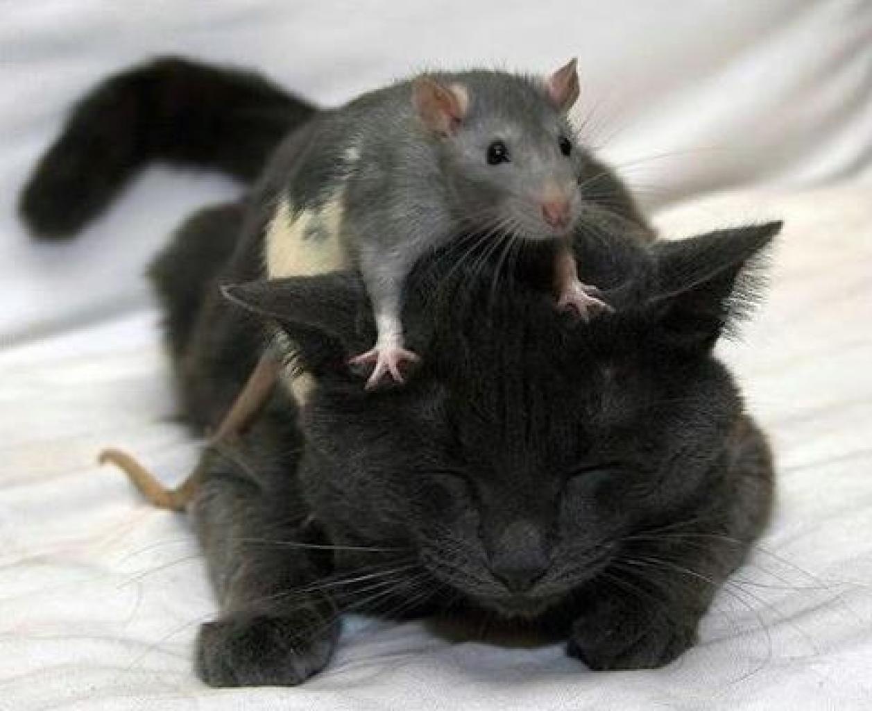 Funny Mouse On Cat