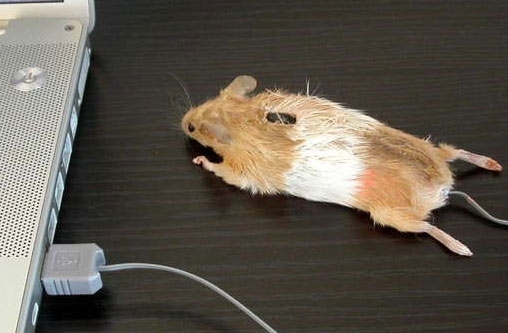 Funny Mouse Picture