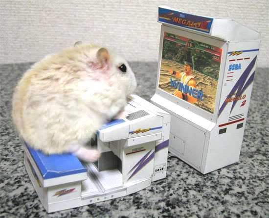 Funny Mouse Playing Game On Computer