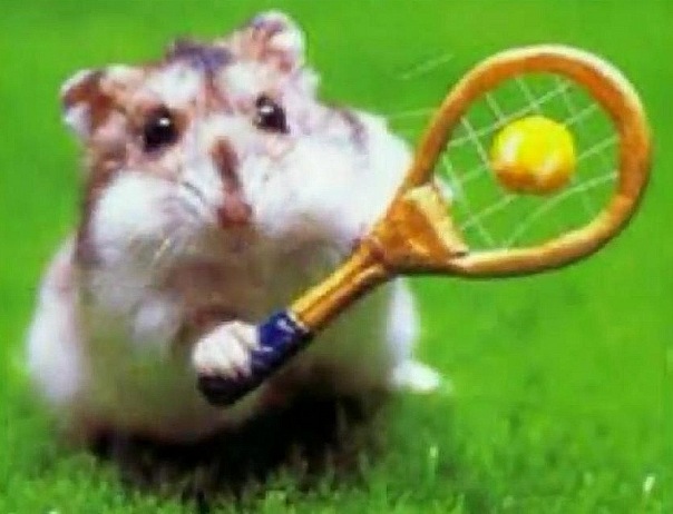 Funny Mouse Playing Tennis