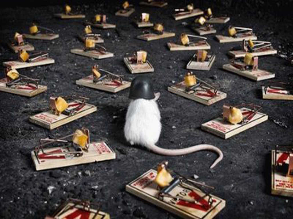 Funny Mouse Surrounded With Mouse Trap