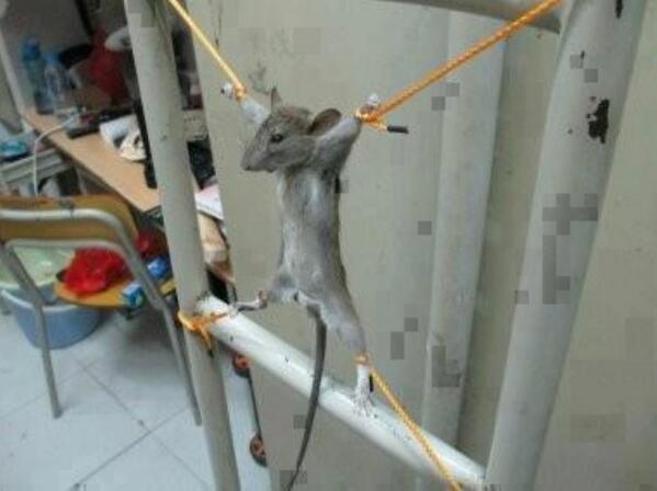 Funny Mouse Trap Picture