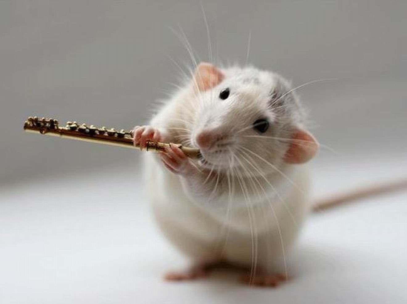 Funny Mouse With Flute