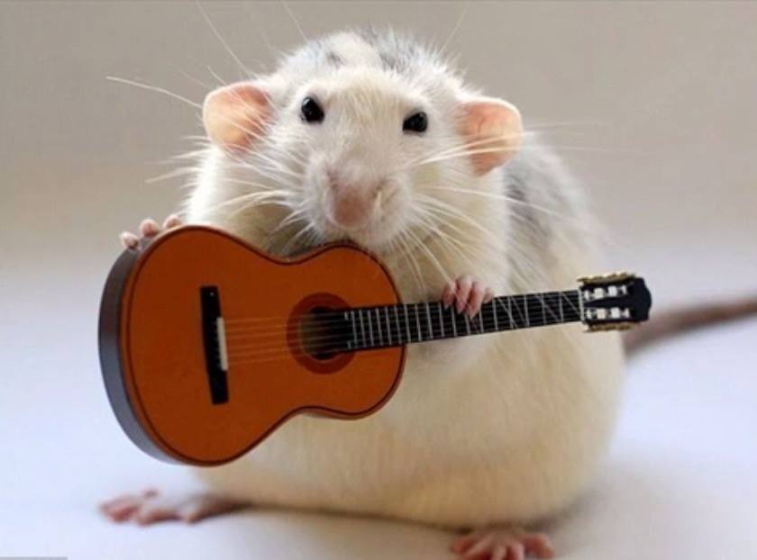 Funny Mouse With Guitar