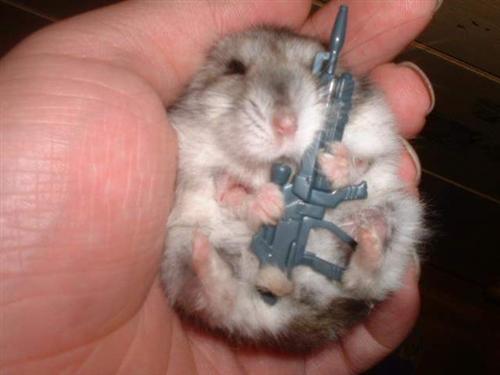 Funny Mouse With Gun