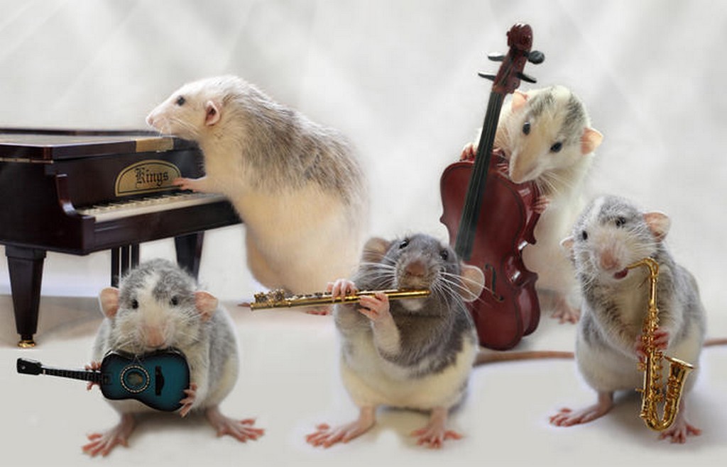 Funny Mouses Musical Group Image