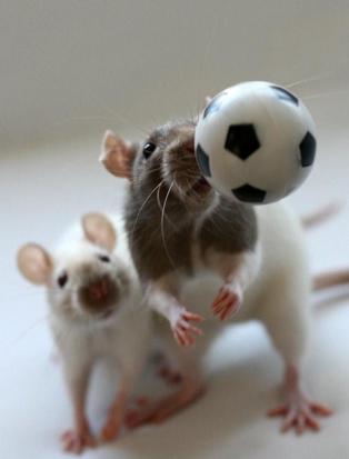 Funny Mouses Playing With Football