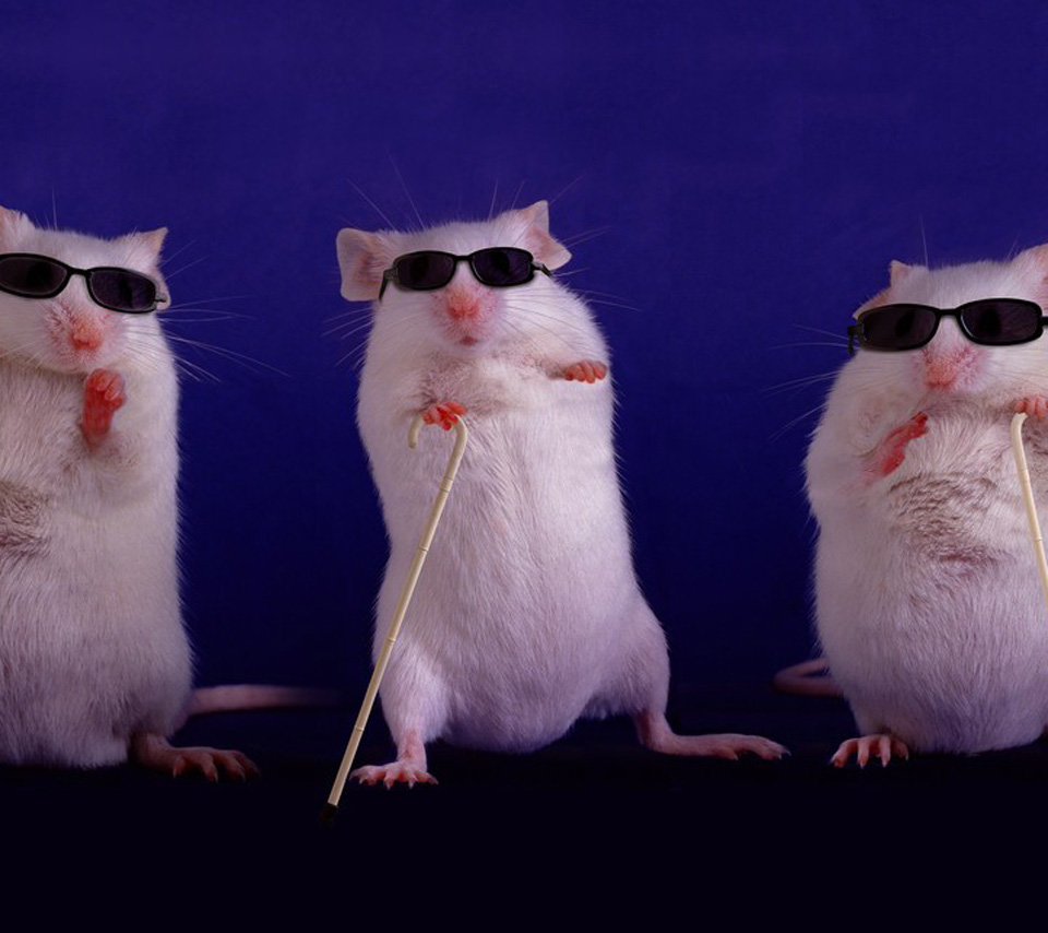 Funny Mouses With Black Sunglasses