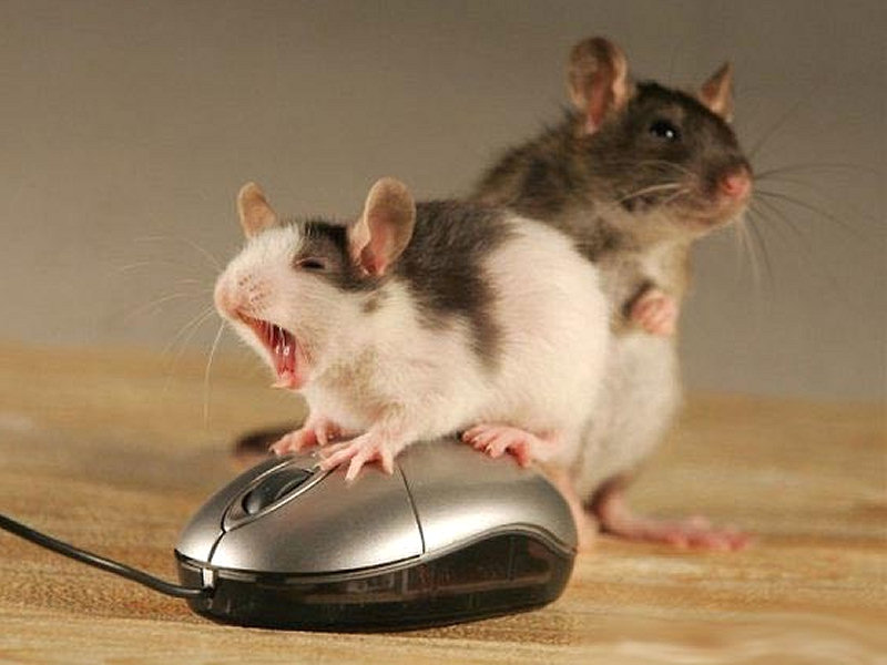 Funny Mouses With Computer Mouse