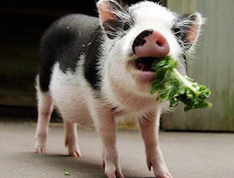 Funny Pig Eating Grass