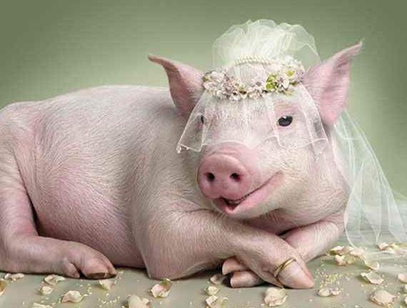 Funny Pig In Bride Dress