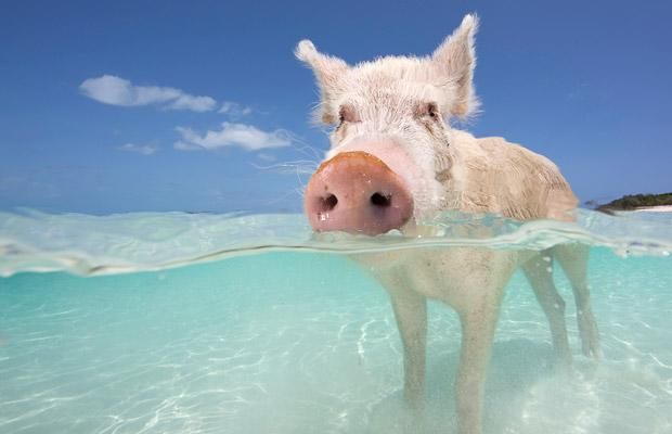 Funny Pig In Water