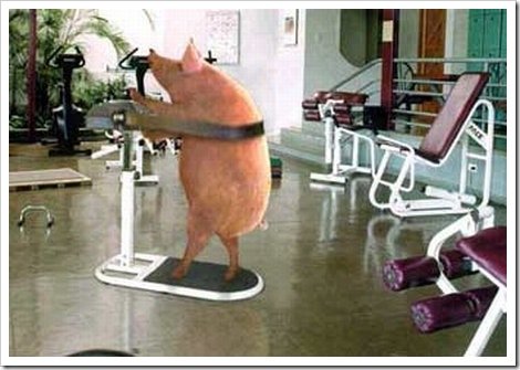 Funny Pig On Treadmill