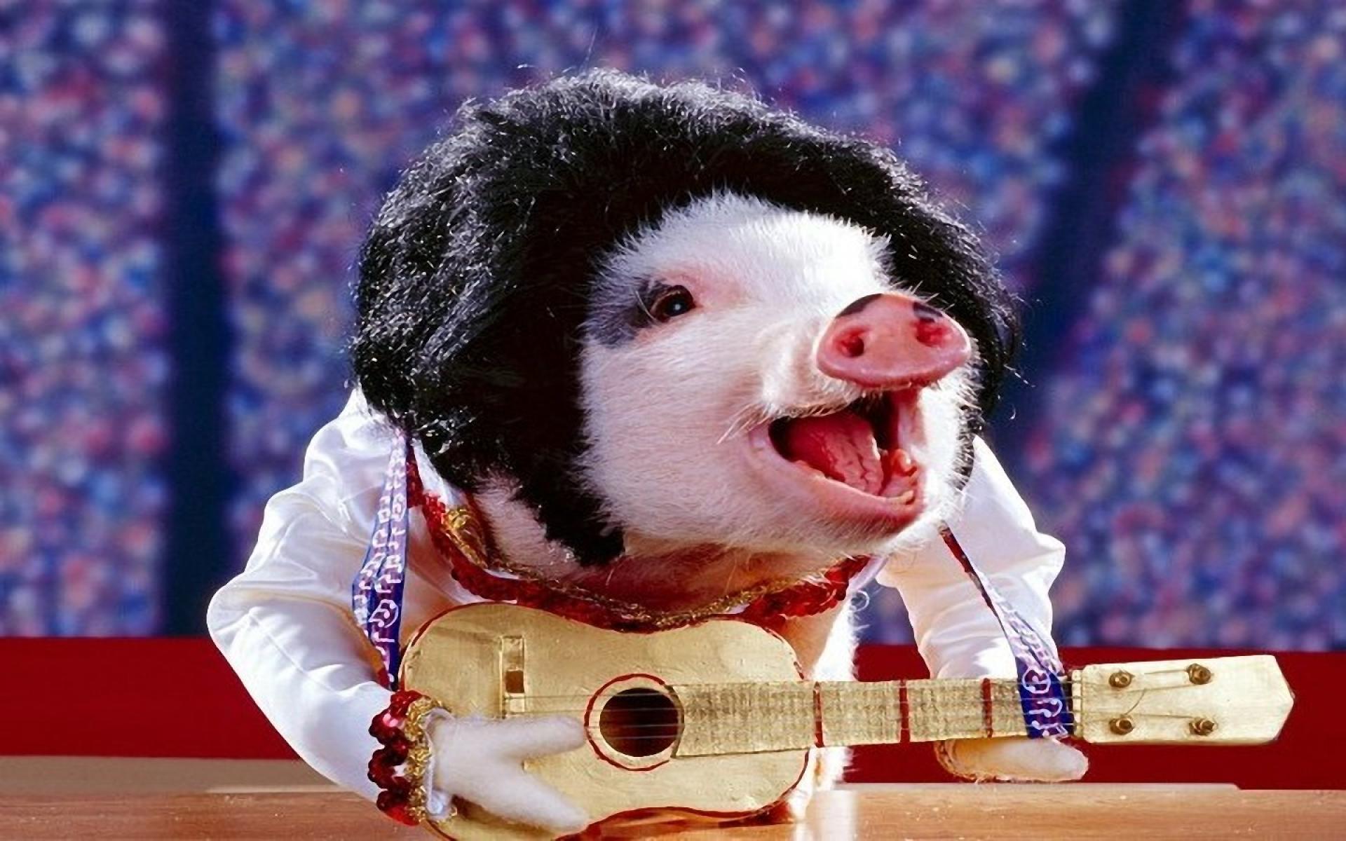 Funny Pig Playing Guitar And Singing Song