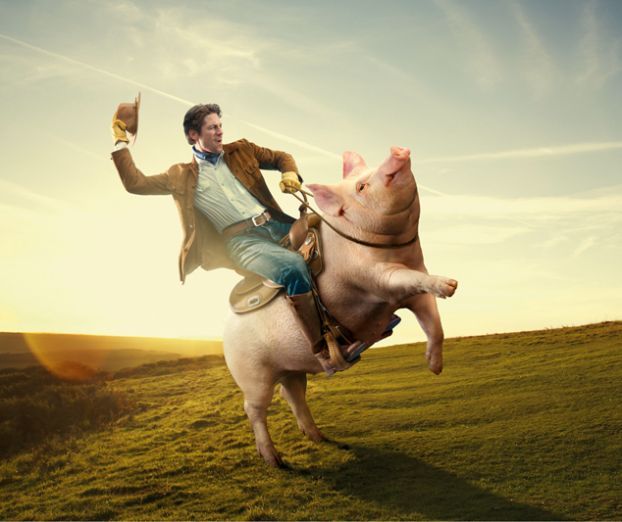 Funny Pig Riding Picture