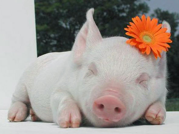 Funny Pig Sleeping Image