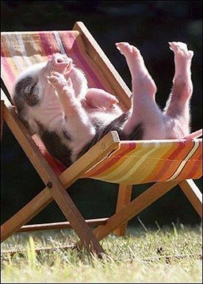 Funny Pig Taking Sunbath