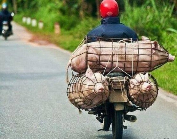 Funny Pig Transporting On The Bike