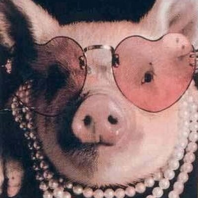 Funny Pig With Sunglasses