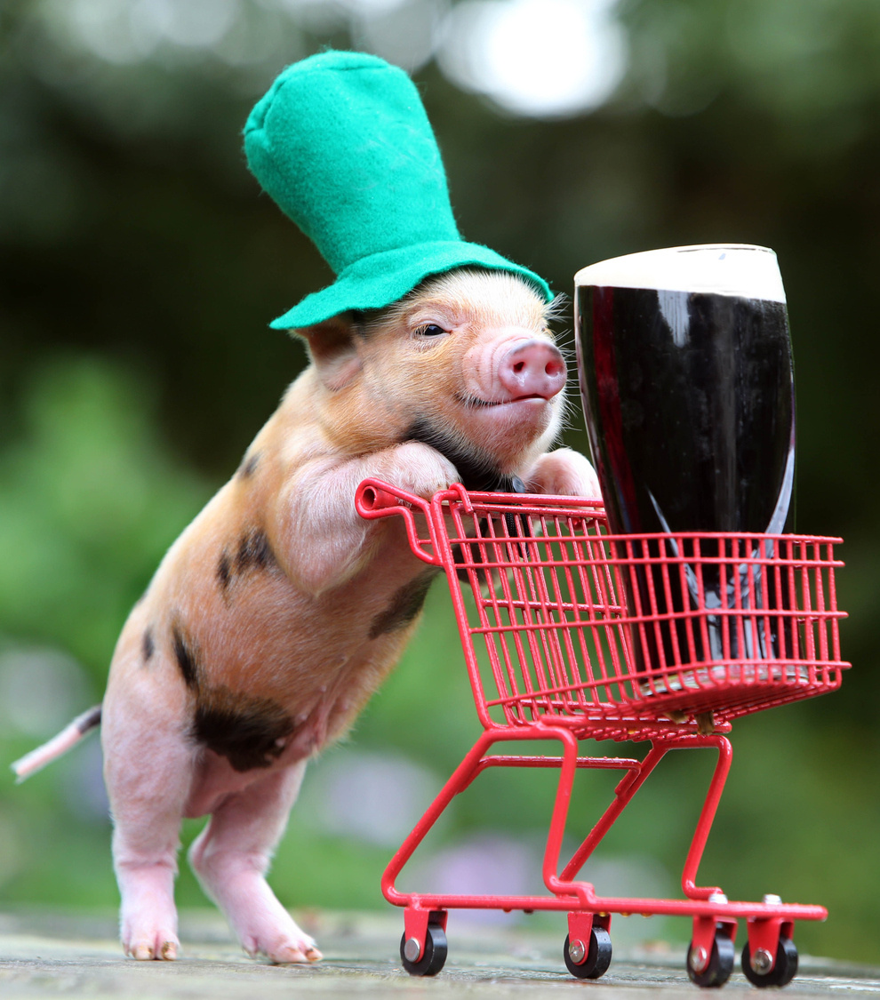 Funny Pig With Trolley