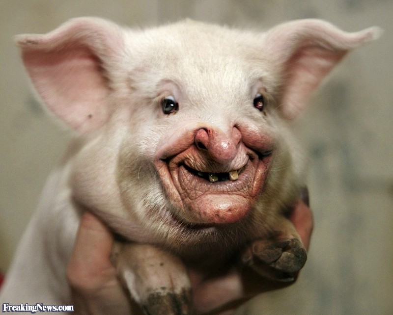 Funny Pig With Weird Face