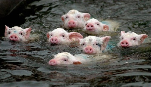 Funny Pigs Swimming Picture
